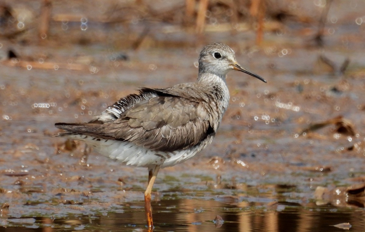 Lesser Yellowlegs - ML610354049