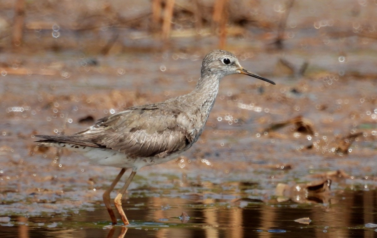 Lesser Yellowlegs - ML610354055