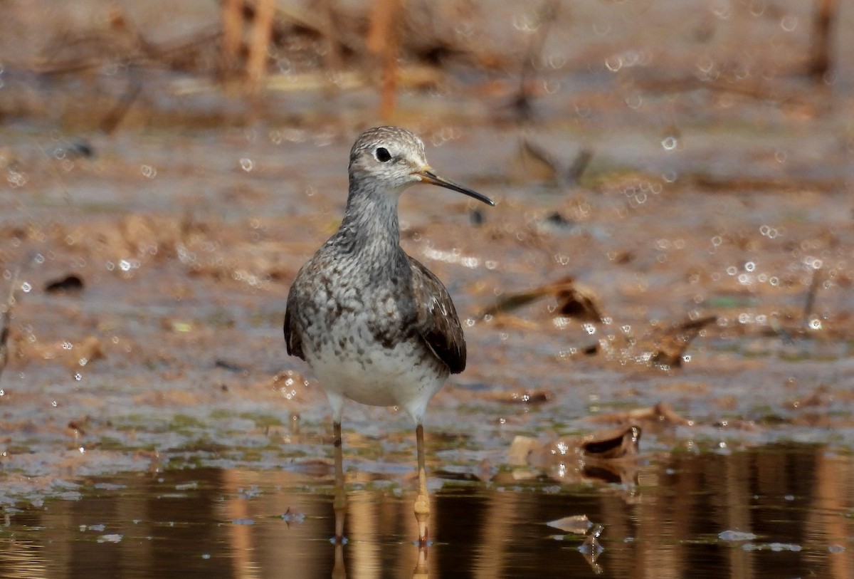 Lesser Yellowlegs - ML610354056