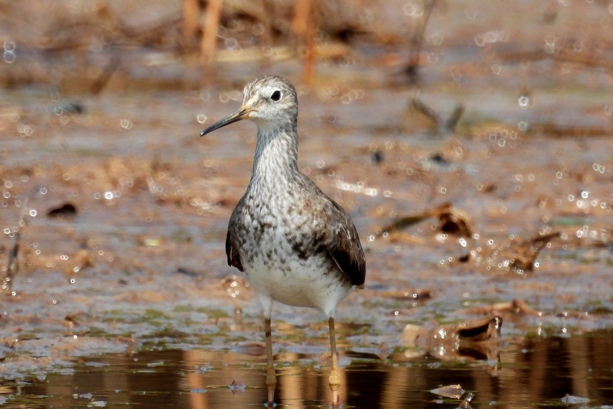 Lesser Yellowlegs - ML610354060