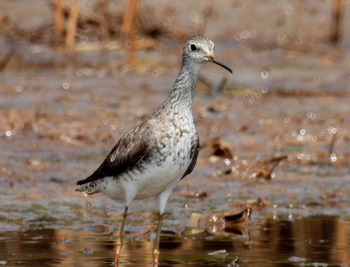 Lesser Yellowlegs - ML610354062