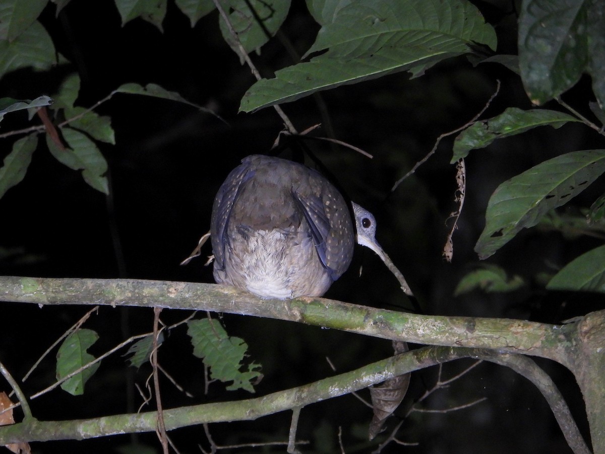 White-throated Tinamou - ML610354063