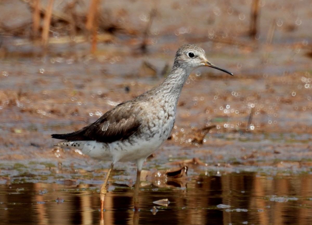 Lesser Yellowlegs - ML610354064