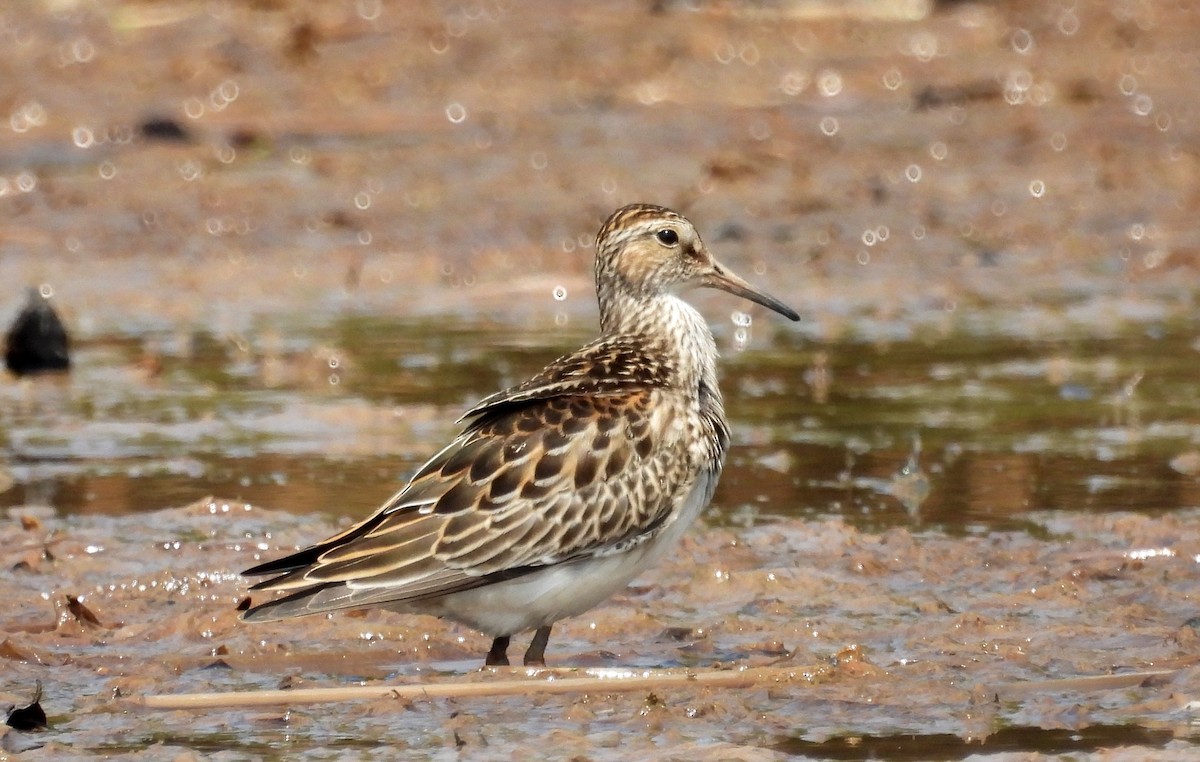 Pectoral Sandpiper - ML610354073