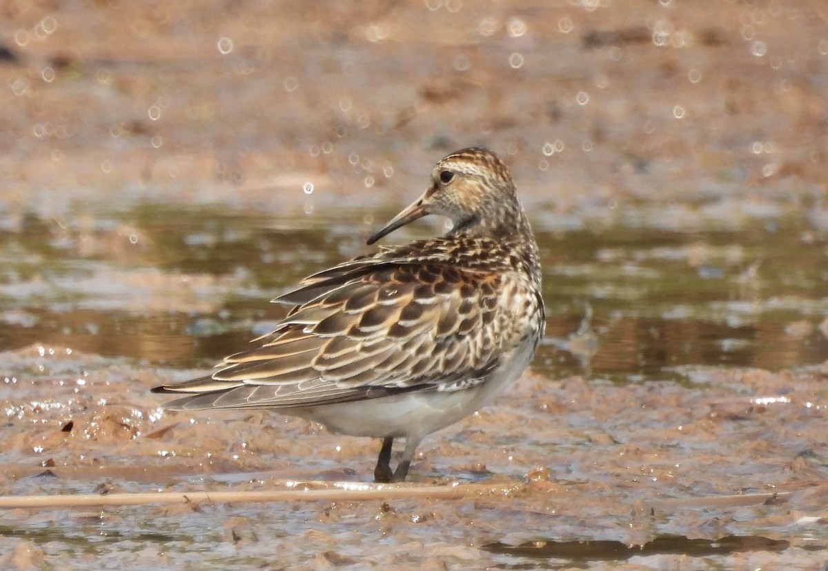 Pectoral Sandpiper - ML610354075