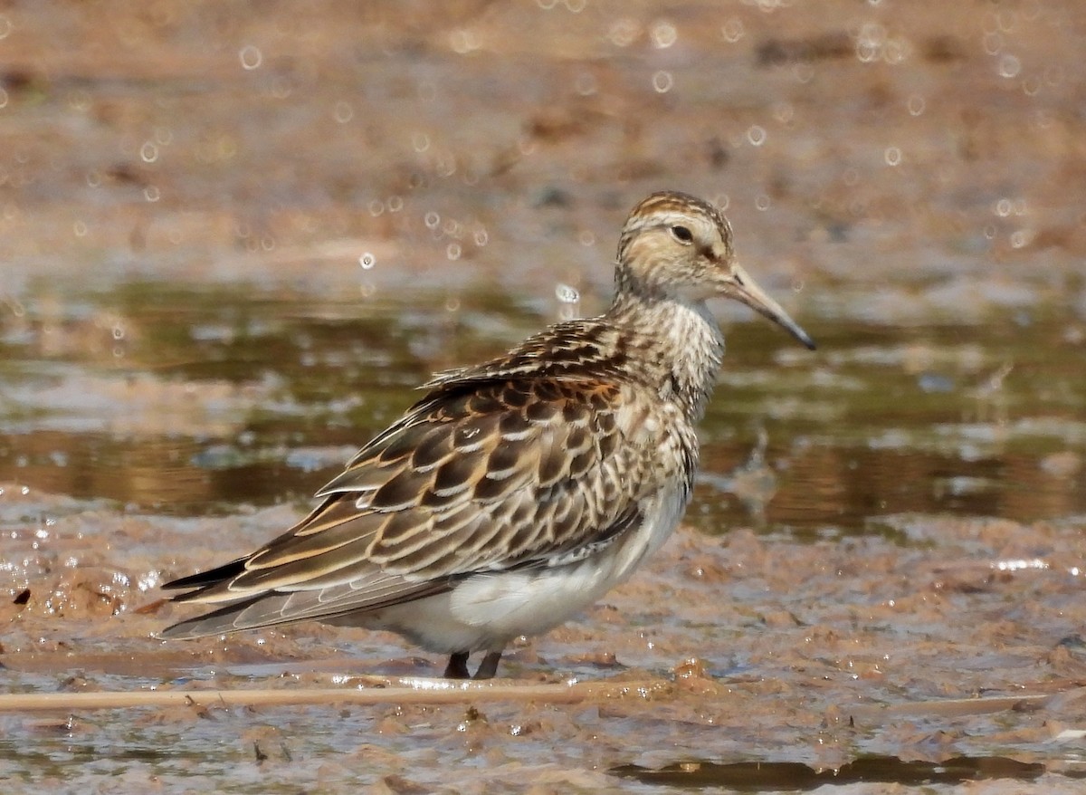 Pectoral Sandpiper - ML610354076