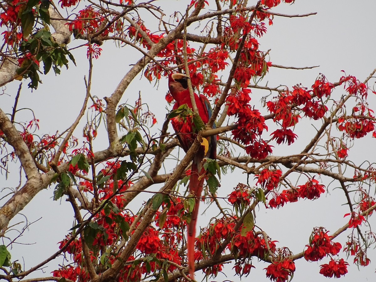 緋紅金剛鸚鵡 - ML610354079