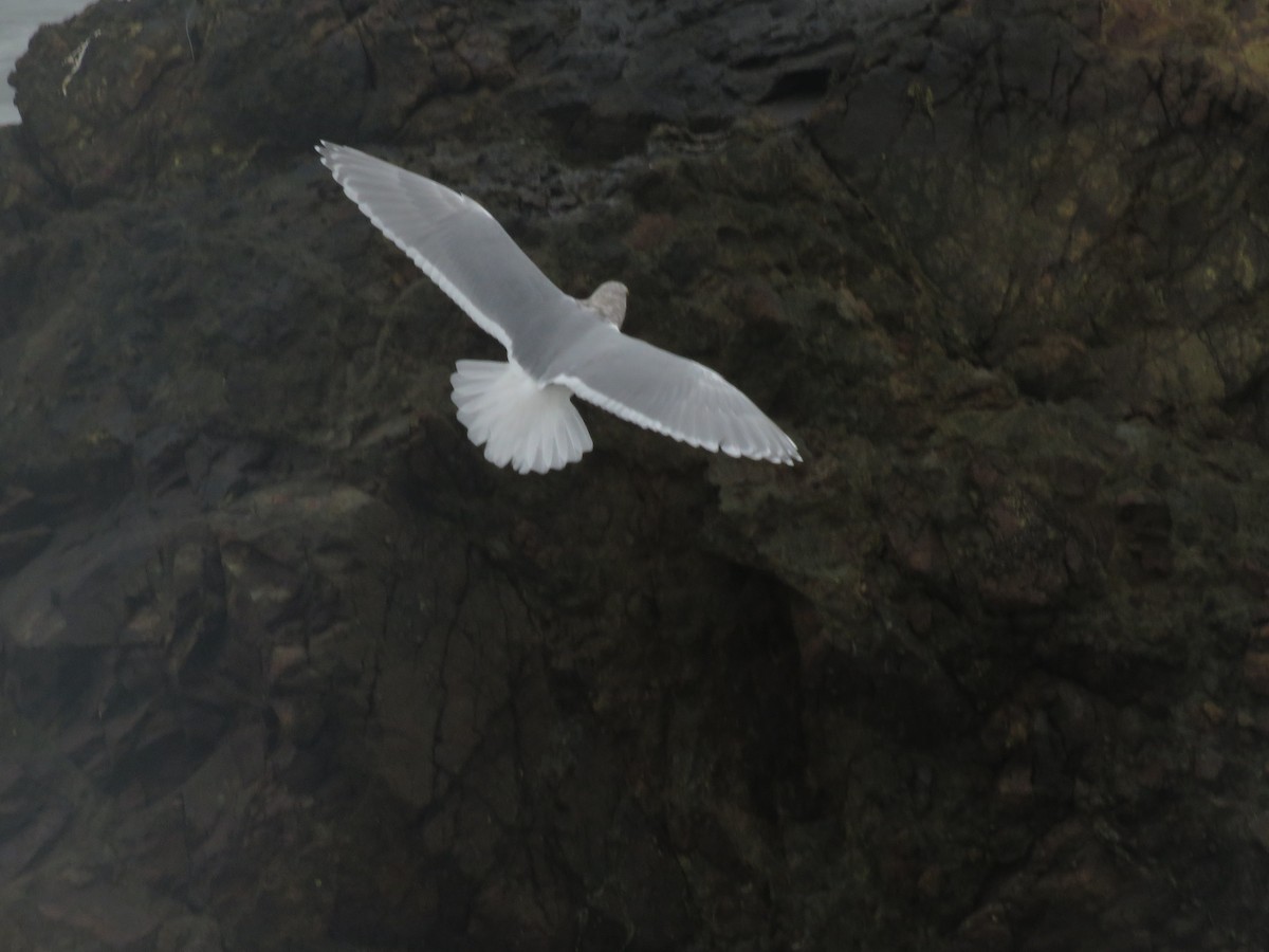 Glaucous-winged Gull - ML610354090