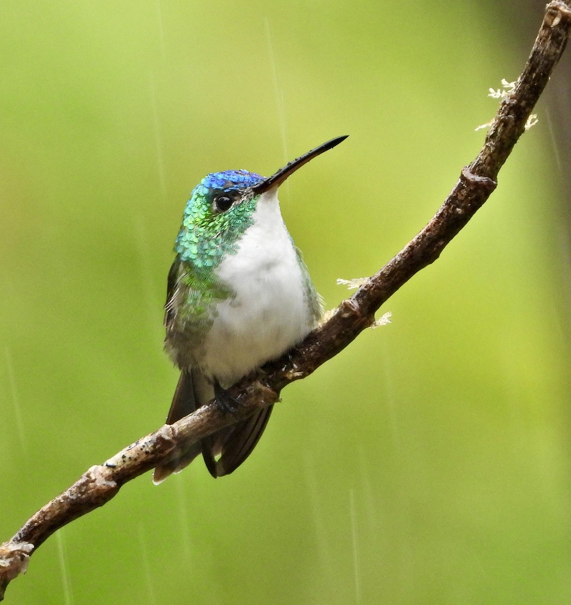 kolibřík andský - ML610354127