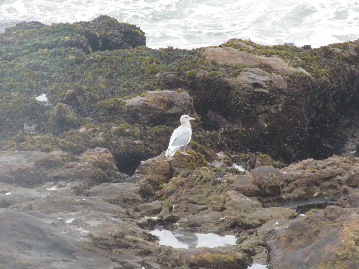 Glaucous-winged Gull - ML610354135