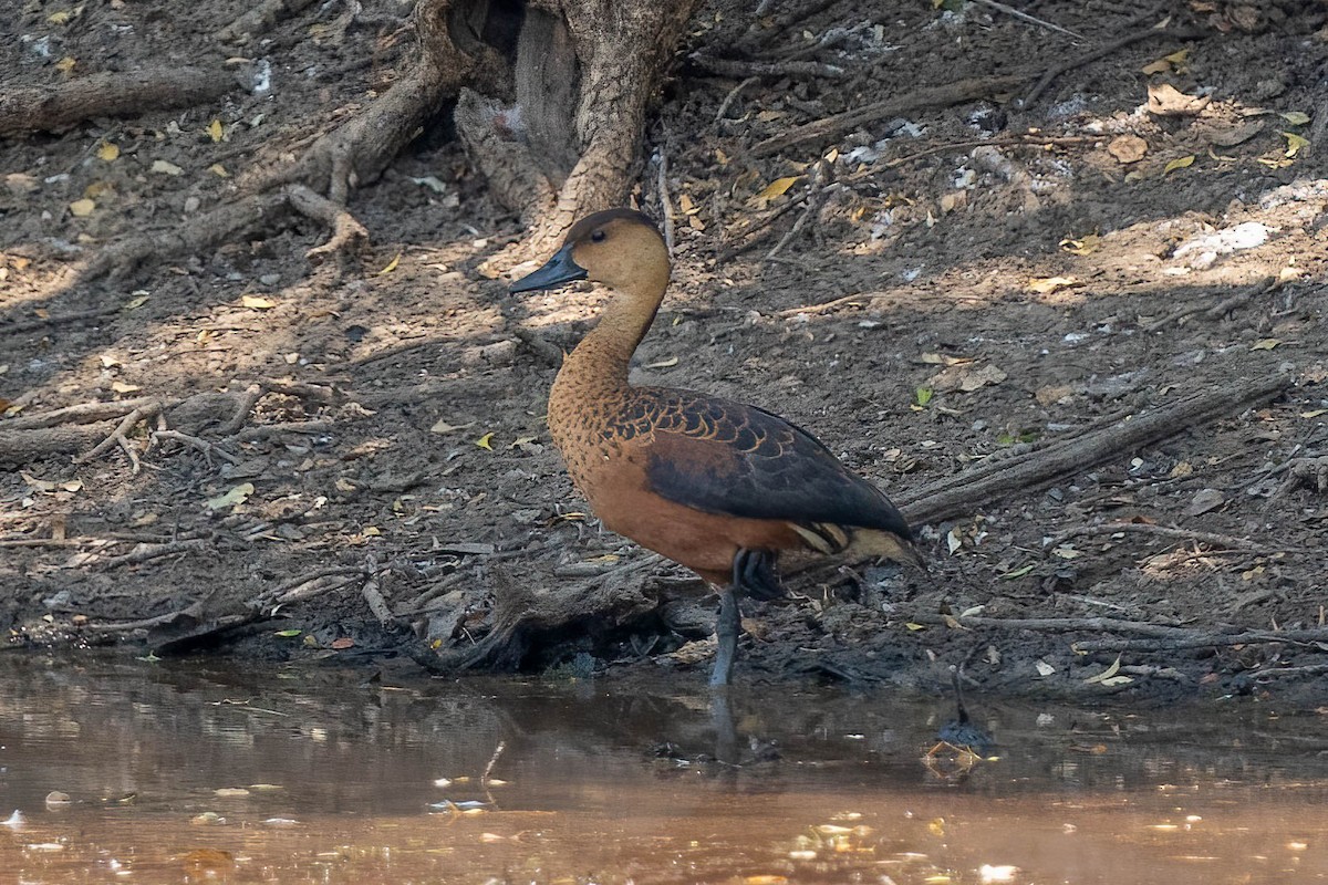 Dendrocygne à lunules - ML610354197