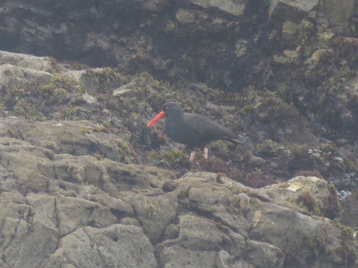 Black Oystercatcher - ML610354210