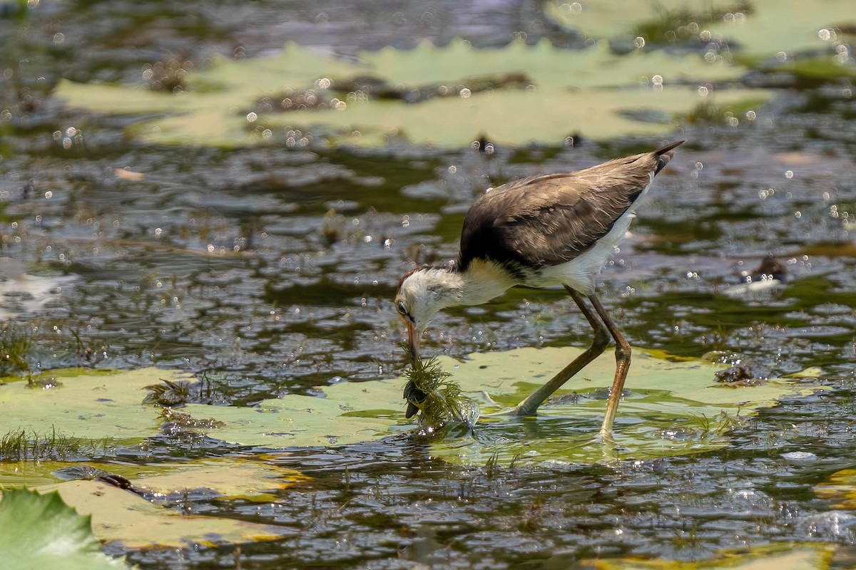 Jacana à crête - ML610354217