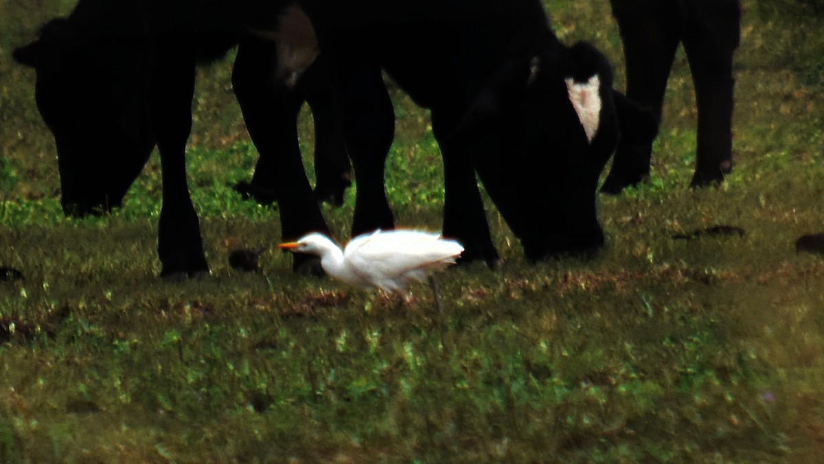 Western Cattle Egret - ML610354232