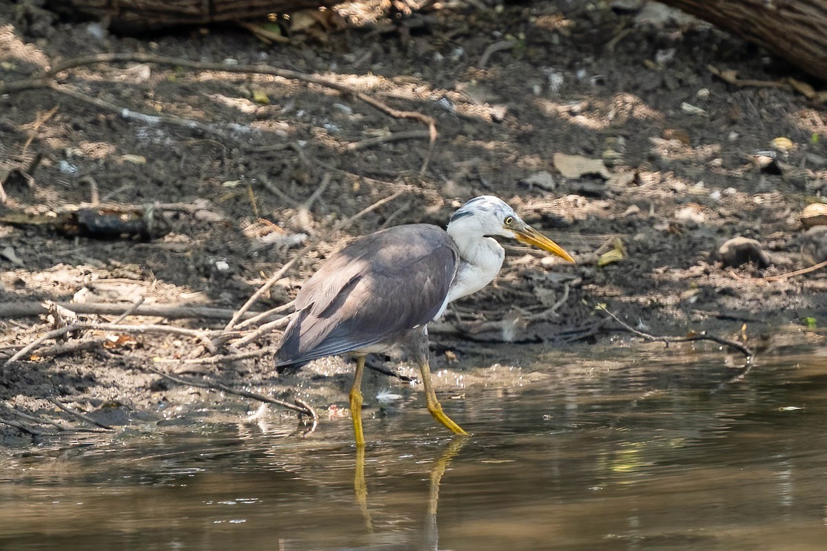 ムナジロクロサギ - ML610354259