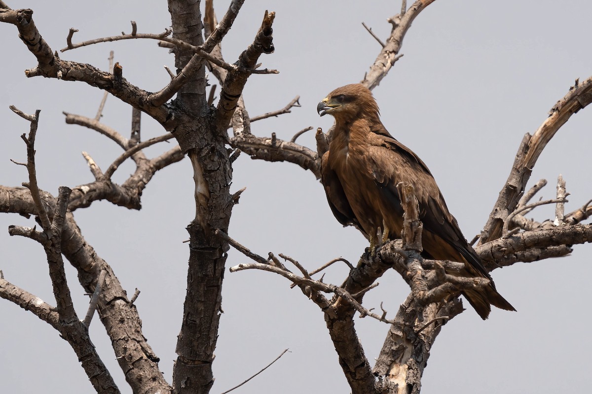 Black Kite - ML610354268