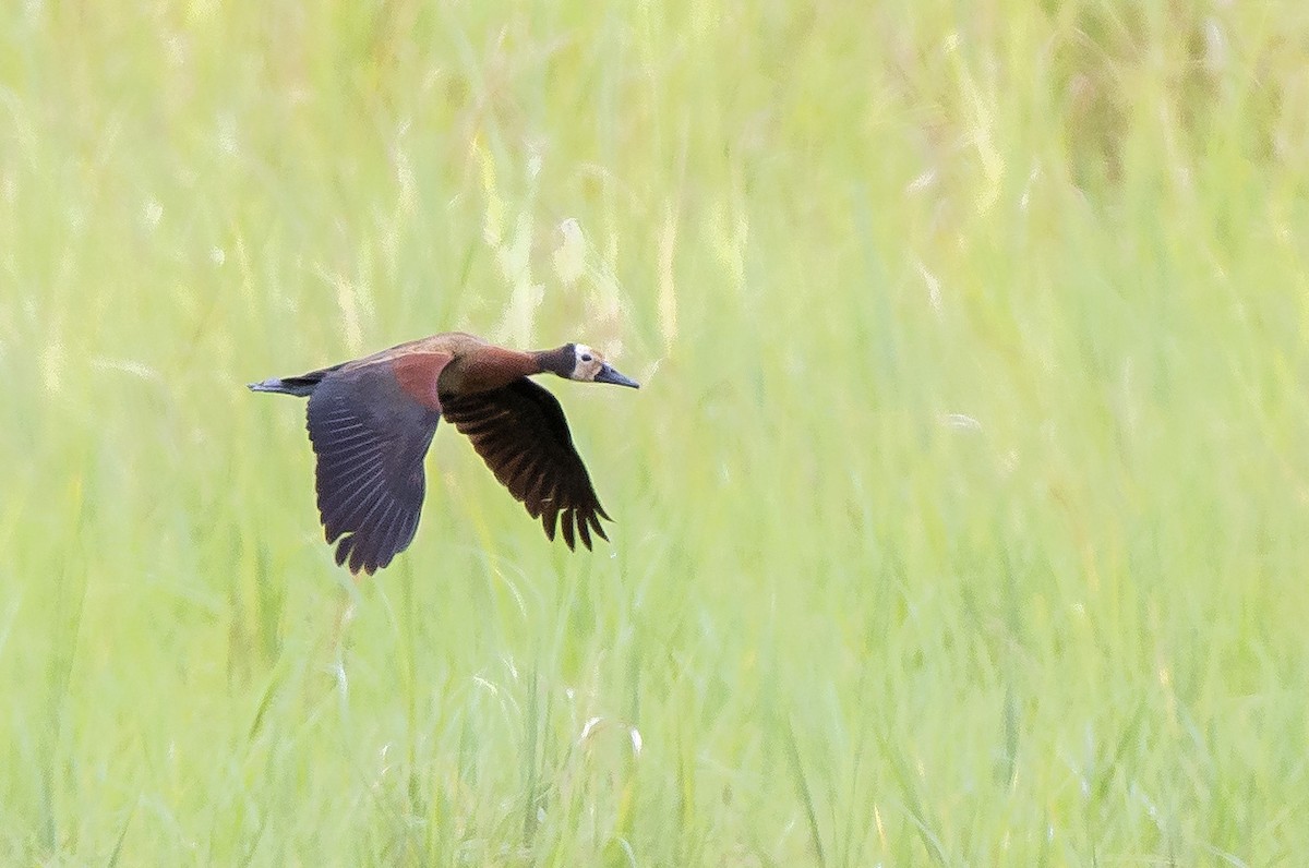 White-faced Whistling-Duck - sheau torng lim