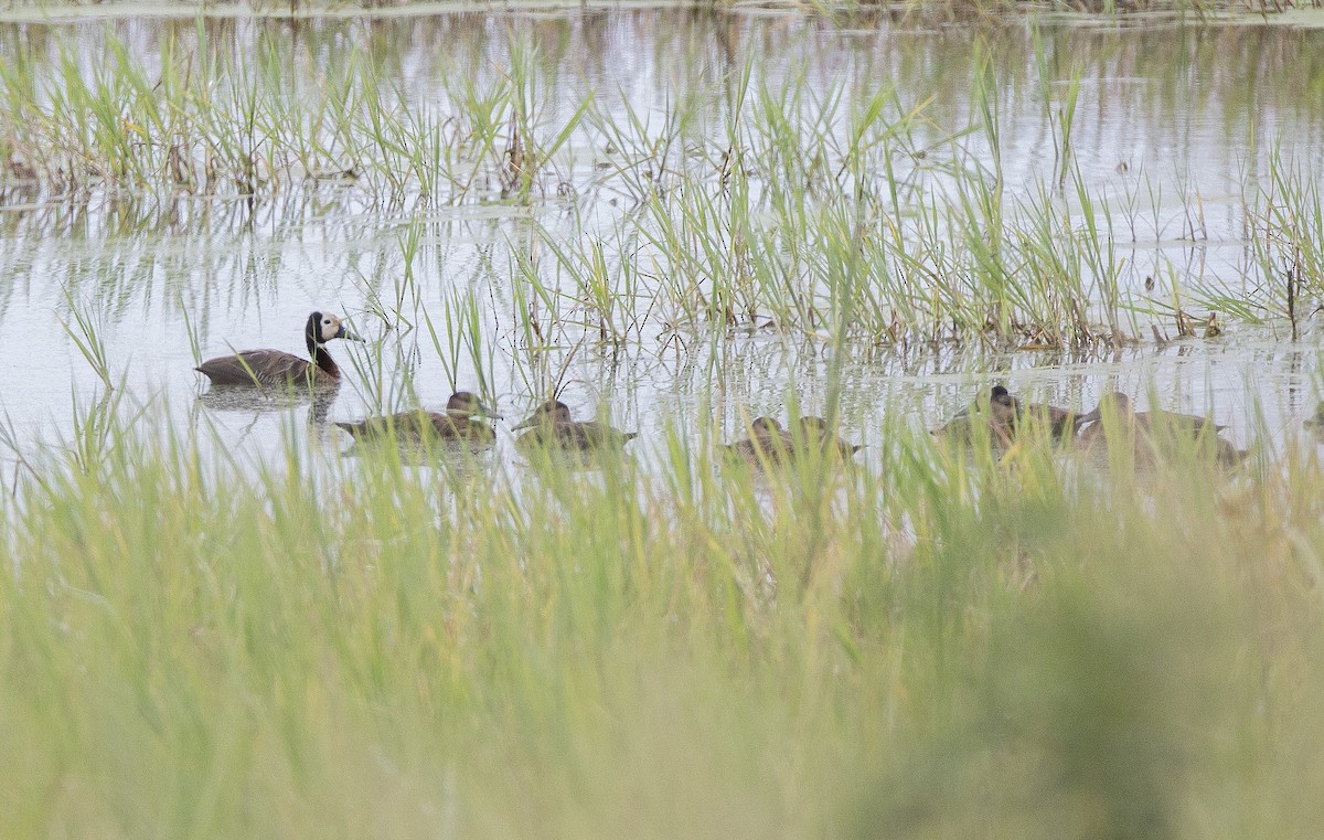 White-faced Whistling-Duck - ML610354363