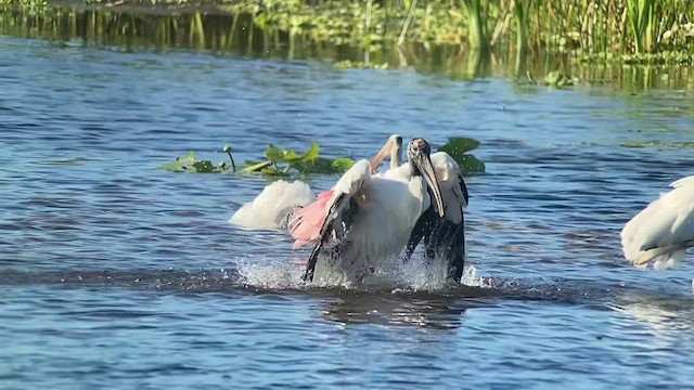 Wood Stork - ML610354398