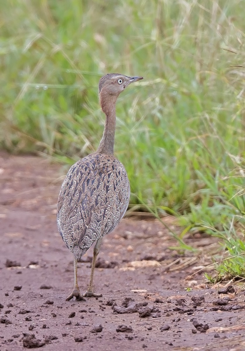 Buff-crested Bustard - ML610354482