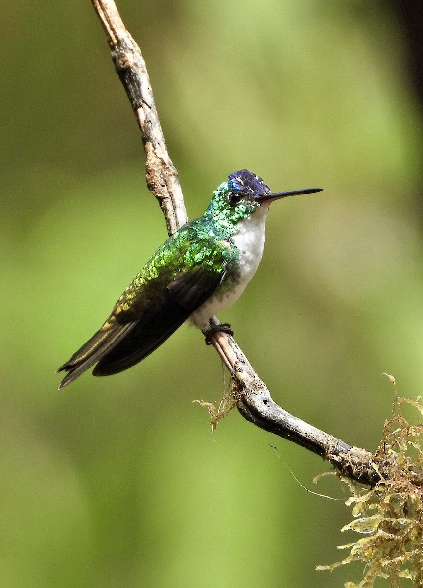 kolibřík andský - ML610354517