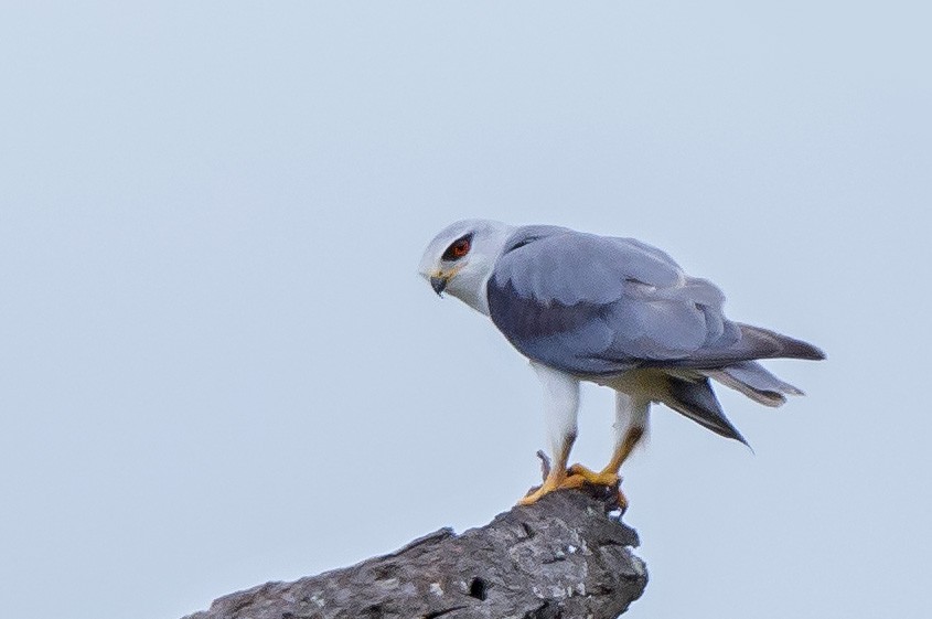 Black-winged Kite - ML610354558