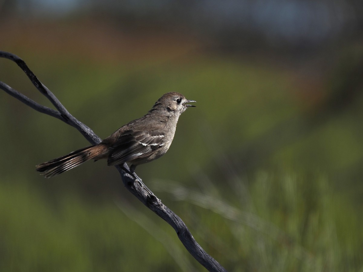 Southern Scrub-Robin - ML610354580