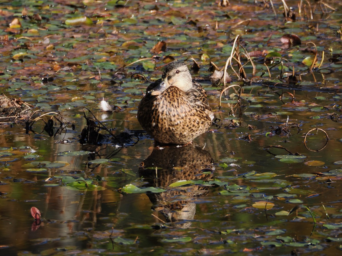 Mallard - ML610354582