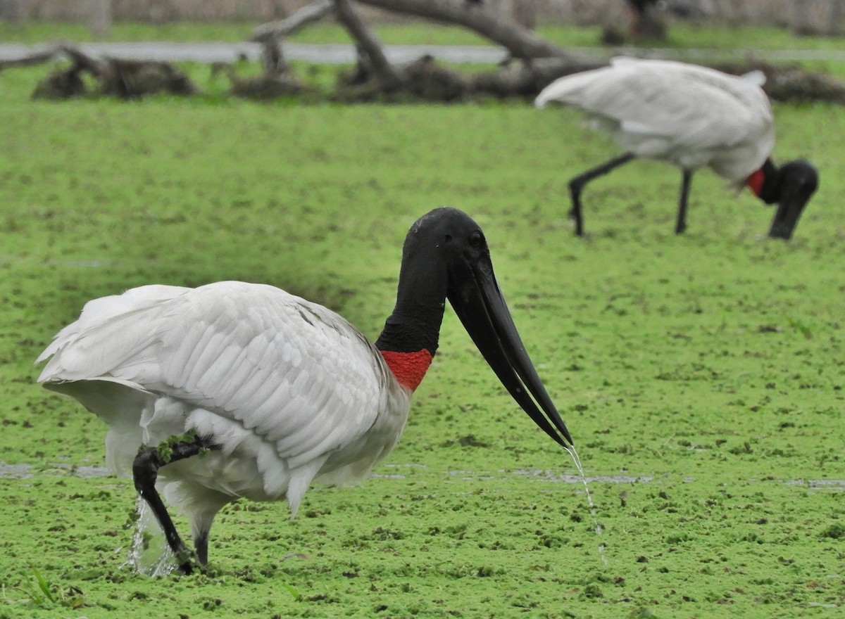 Jabiru d'Amérique - ML610354903