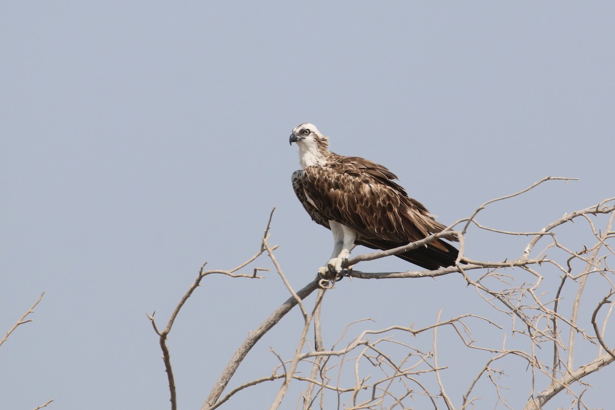 Osprey - Oscar Campbell