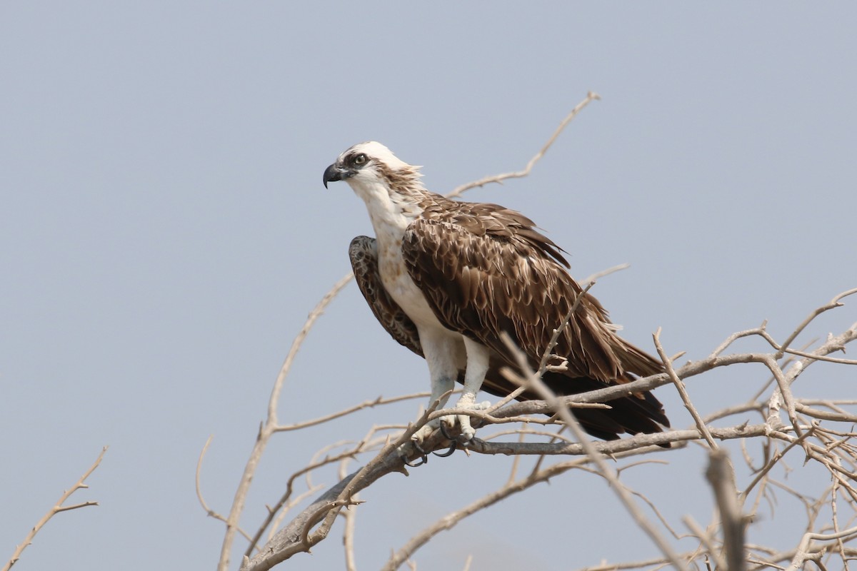 Osprey - ML610354918