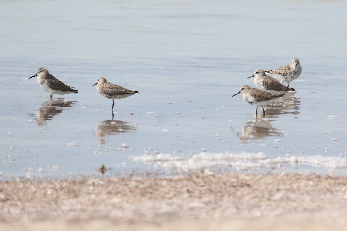 Dunlin - Oscar Campbell