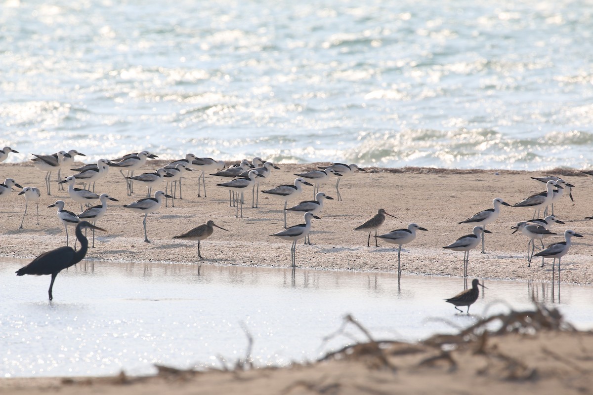 Crab-Plover - Oscar Campbell