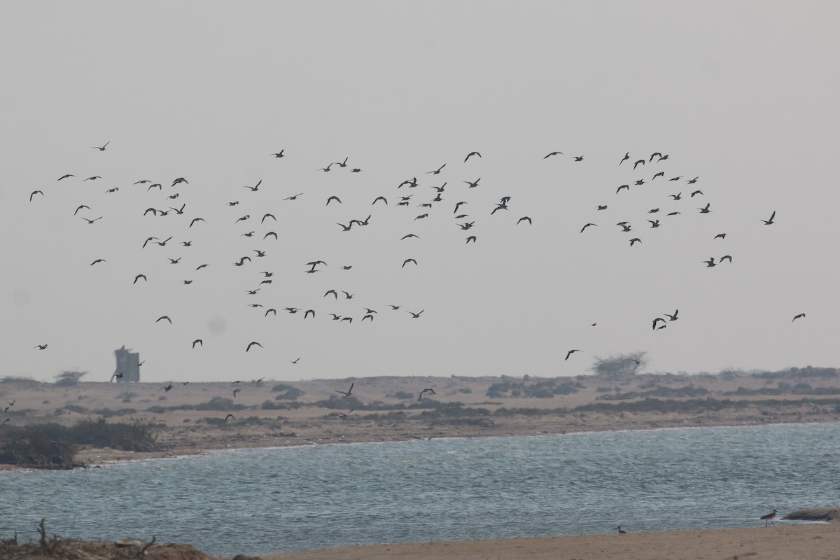 Bar-tailed Godwit - Oscar Campbell