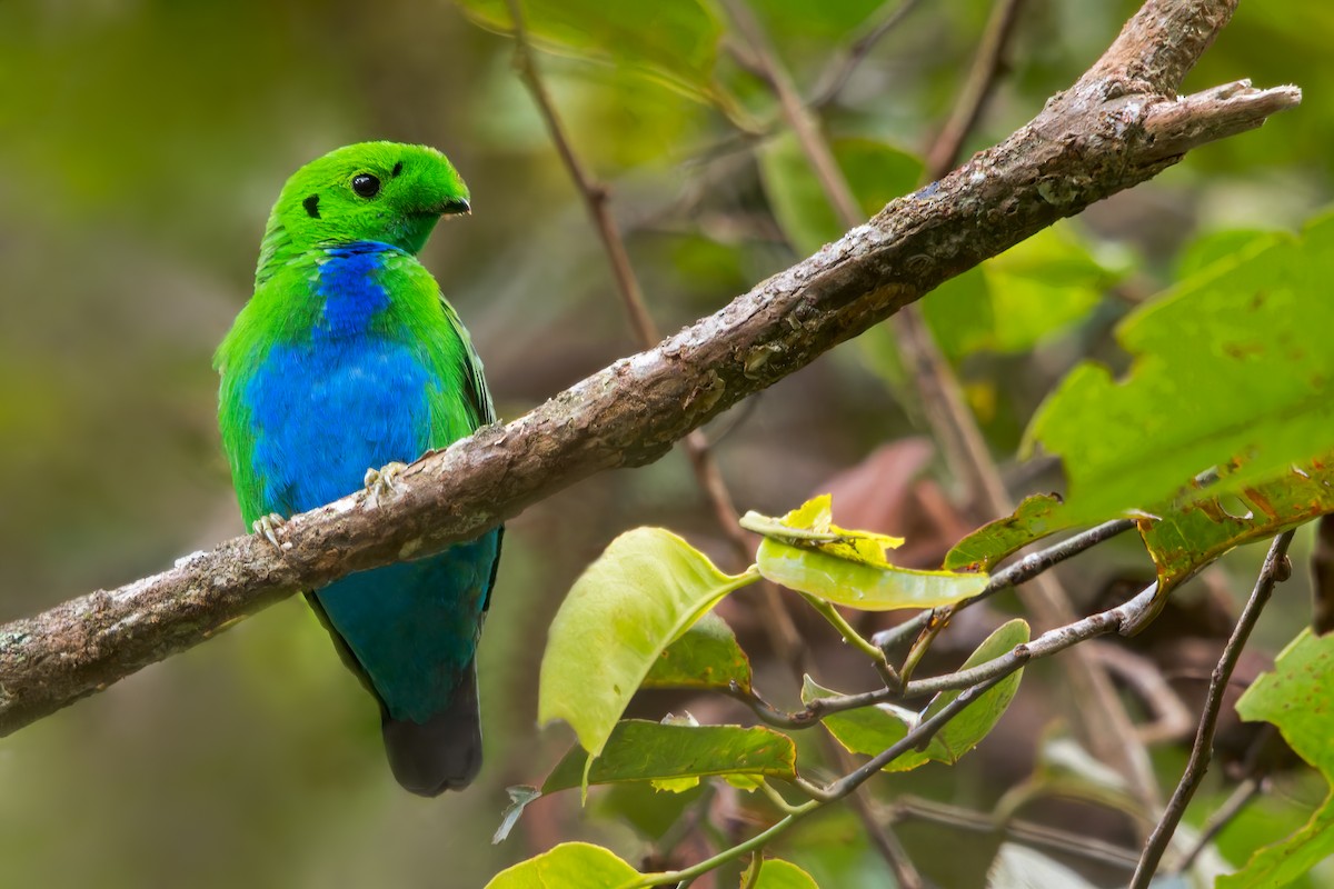 Hose's Broadbill - Dubi Shapiro