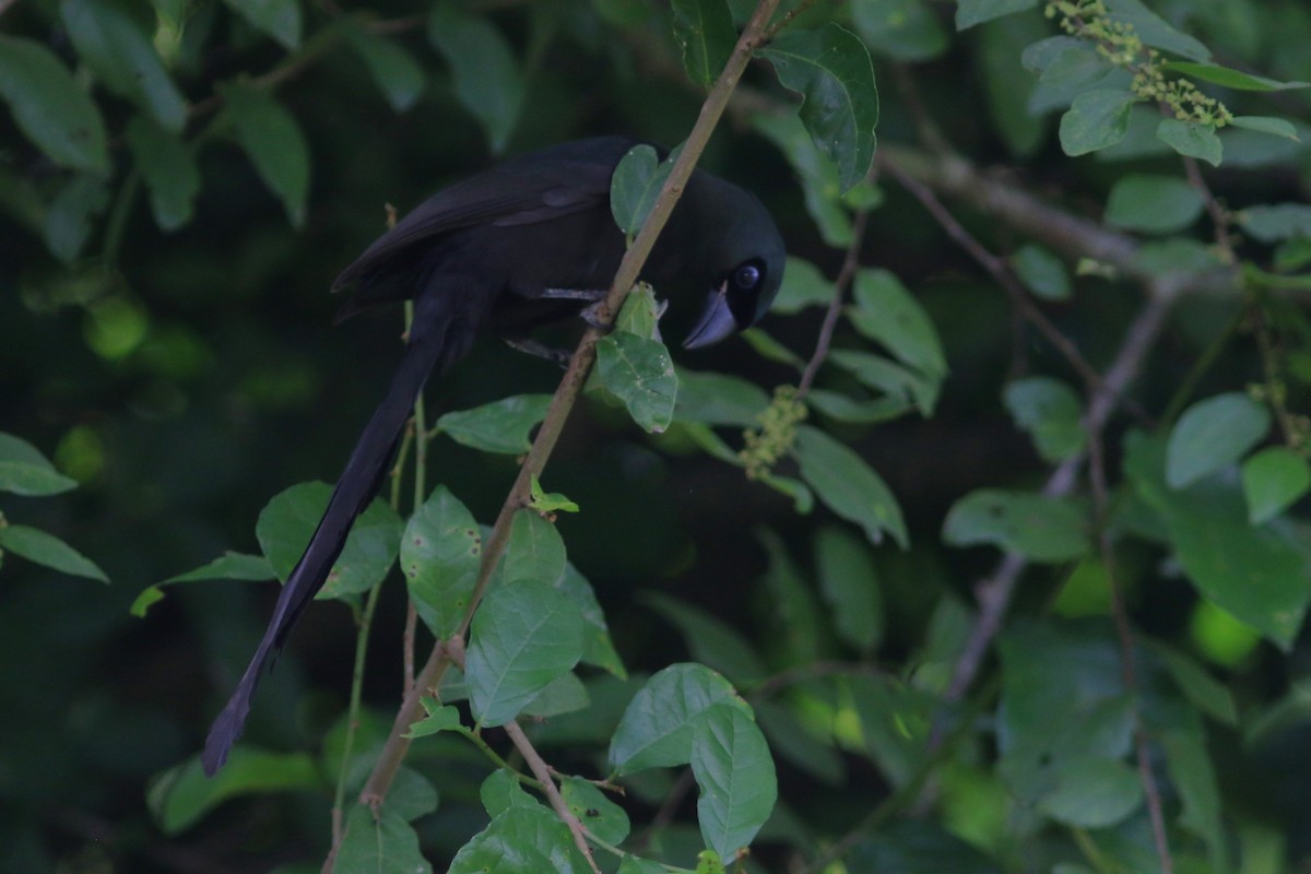 Racket-tailed Treepie - ML610355095