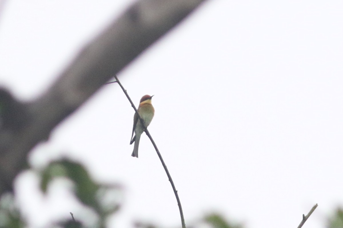 Chestnut-headed Bee-eater - ML610355267