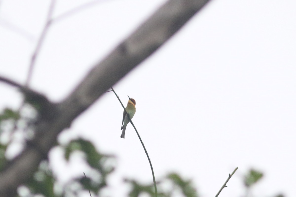 Chestnut-headed Bee-eater - ML610355268