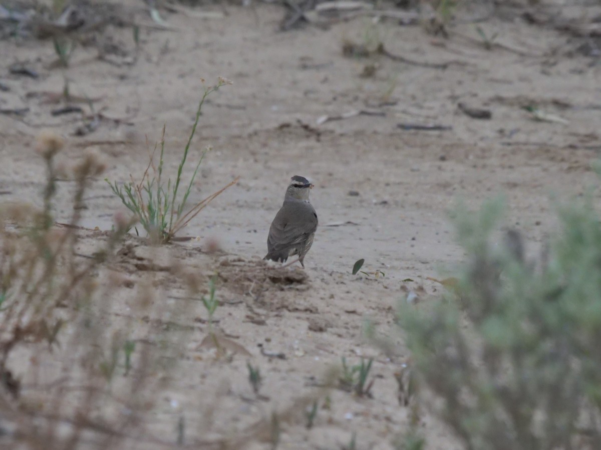 Brown Treecreeper - ML610355270