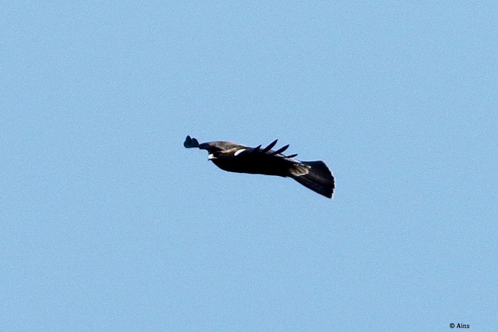 Booted Eagle - ML610355305
