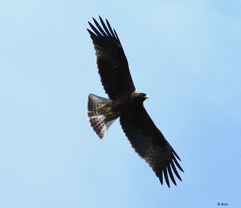 Booted Eagle - ML610355306
