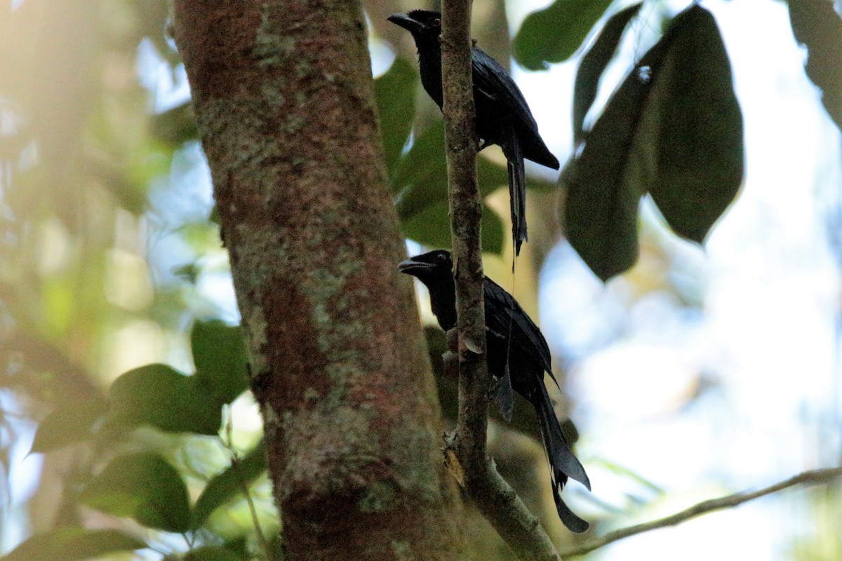 Greater Racket-tailed Drongo - ML61035531