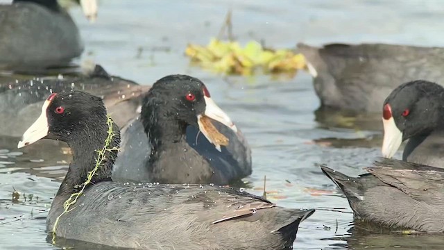 American Coot - ML610355329