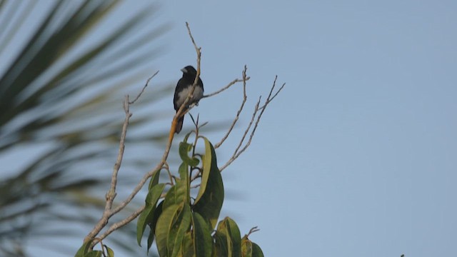 Cone-billed Tanager - ML610355330