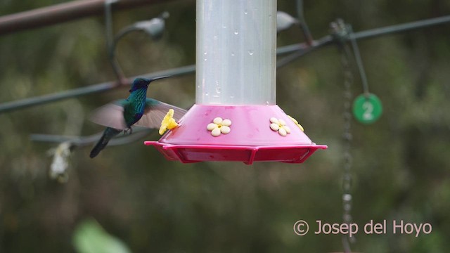 Colibrí Rutilante - ML610355339