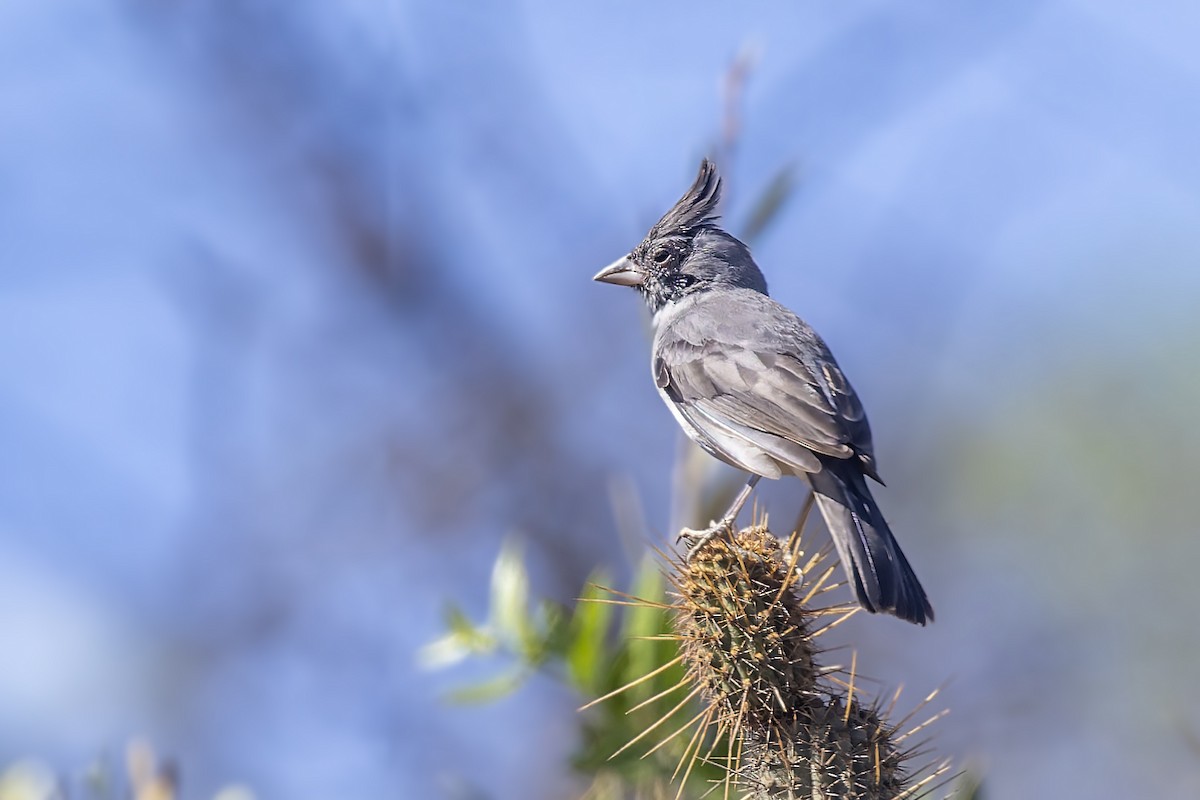 Gray-crested Finch - ML610355340