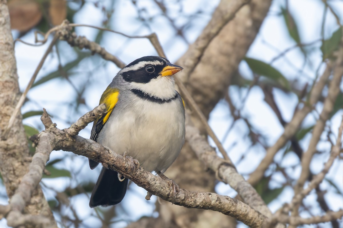 Moss-backed Sparrow - ML610355353