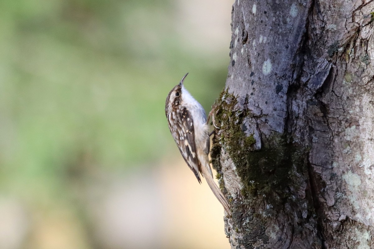 Brown Creeper - ML610355413