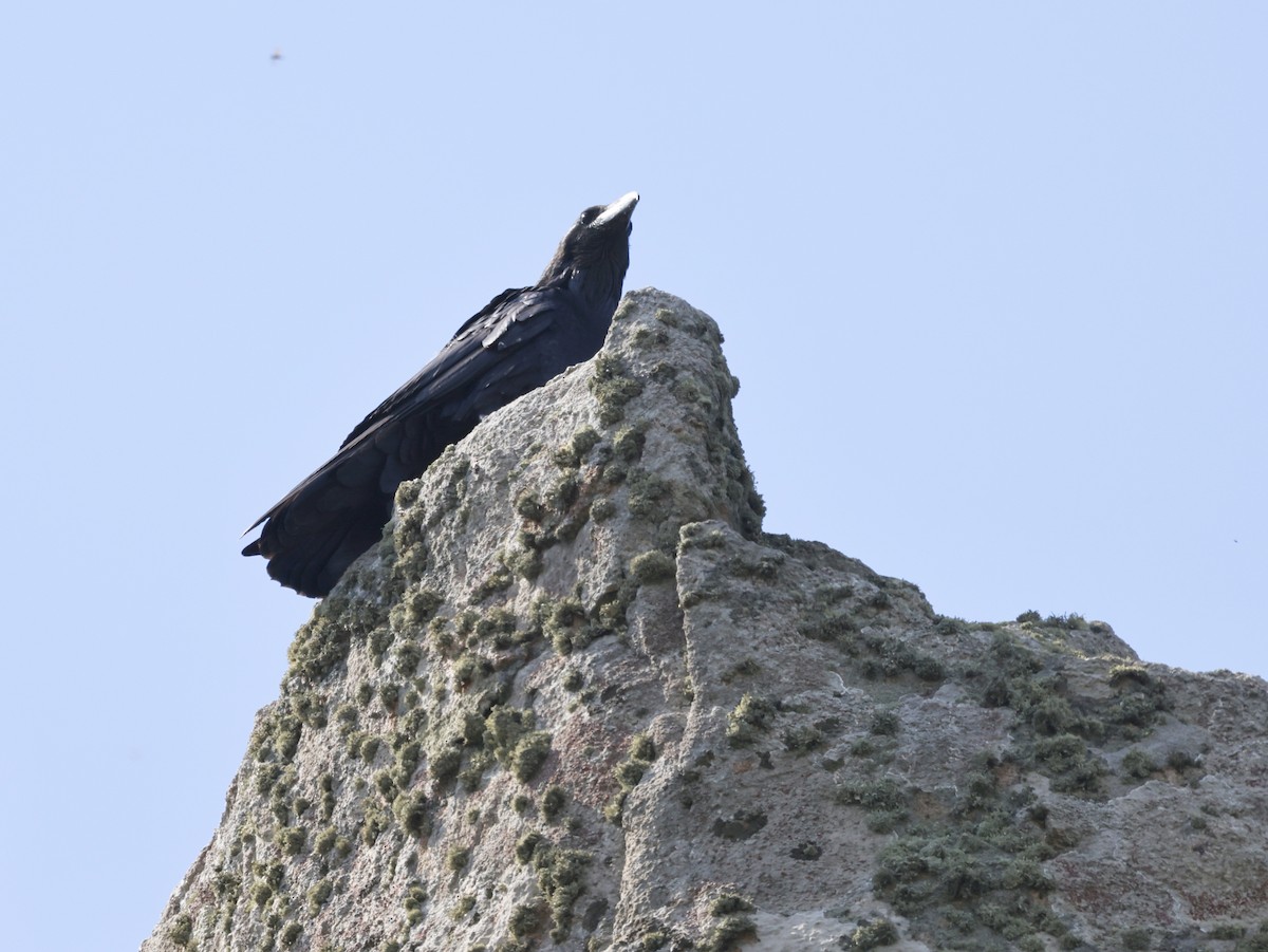 Common Raven - ML610355415