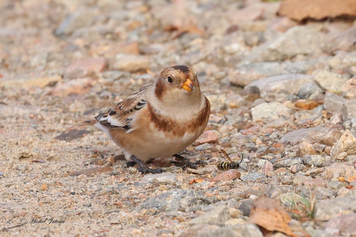 Цасч хөмрөг - ML610355450